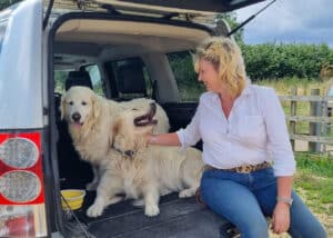 Sharon of Symply Boudoir with two golden retrievers in the back of Landrover outdoors